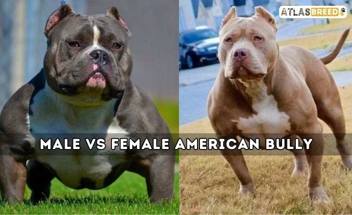 Male Vs Female American Bully