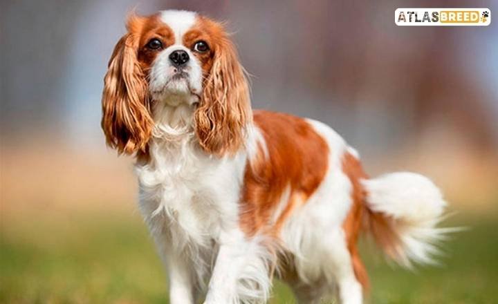 rare black cavalier king charles spaniel

