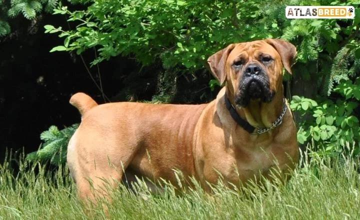 south african boerboel weight

