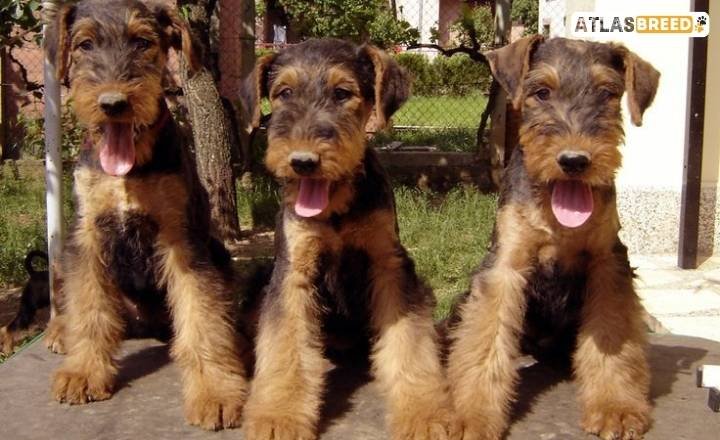 Temperament and Personality