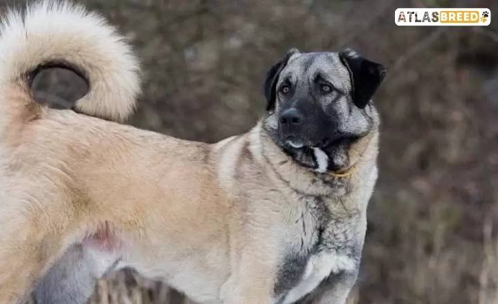 kangal vs anatolian

