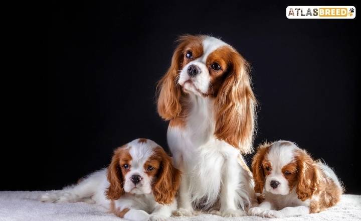 cavalier king charles spaniel growth chart


