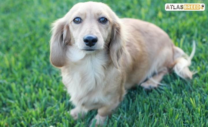 mini dachshund colors

