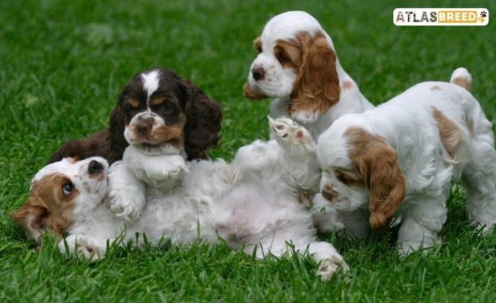 cocker spaniel puppies for sale texas

