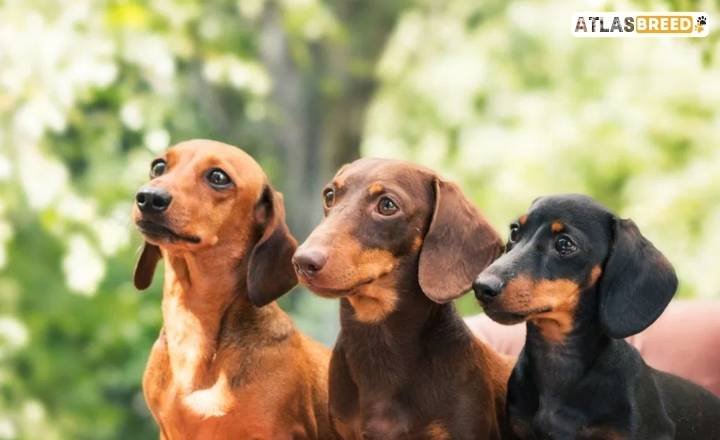 dachshund coat types

