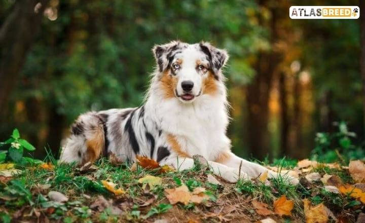 Australian Shepherd Growth Chart 