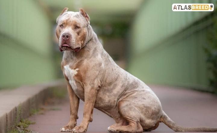 Breed-Specific Legislation Updates