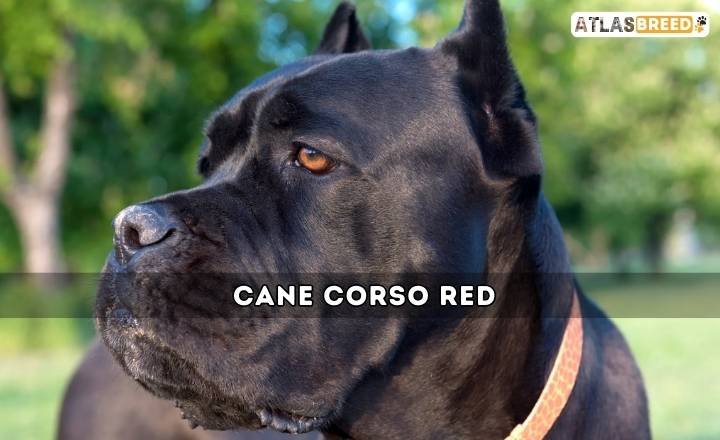 Cane Corso Red