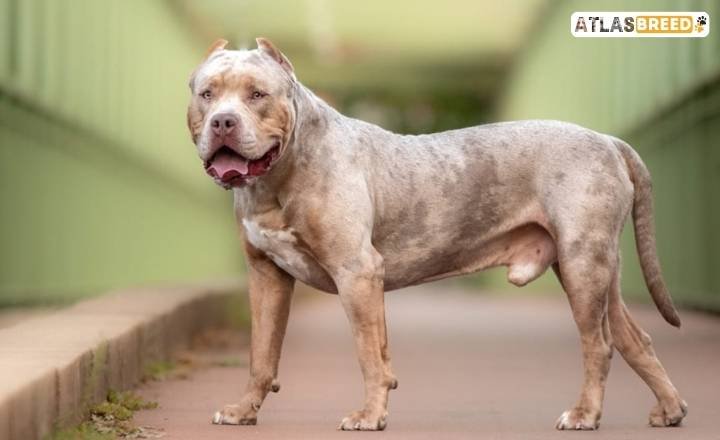 Discover More Dog Breeds