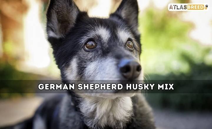 German Shepherd Husky Mix