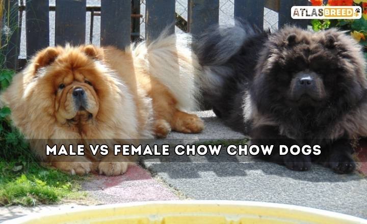 Male vs Female Chow Chow Dogs