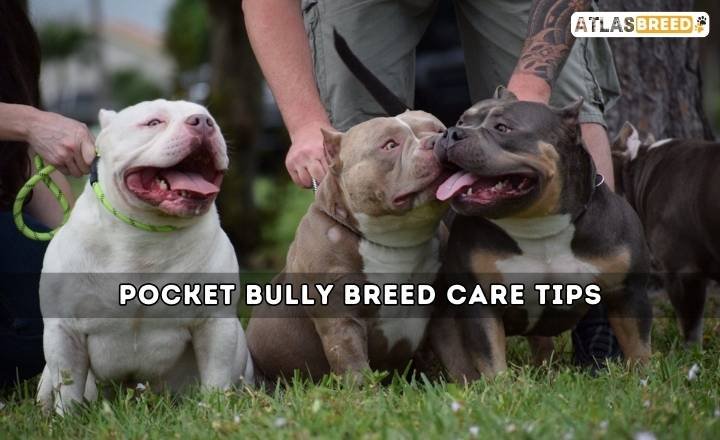 Pocket Bully Breed Care Tips