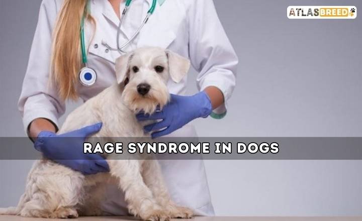 Rage Syndrome in Dogs