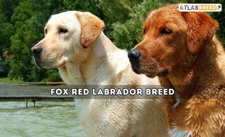 Ultimate Fox Red Labrador Breed Guide