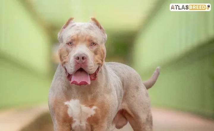XL Bully Temperament with Other Dogs