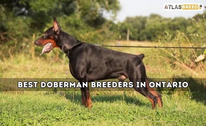 best Doberman breeders in Ontario