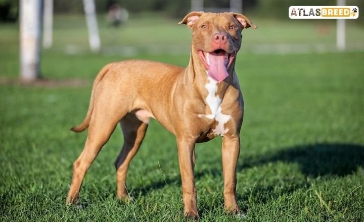 Red And Tan Pitbull