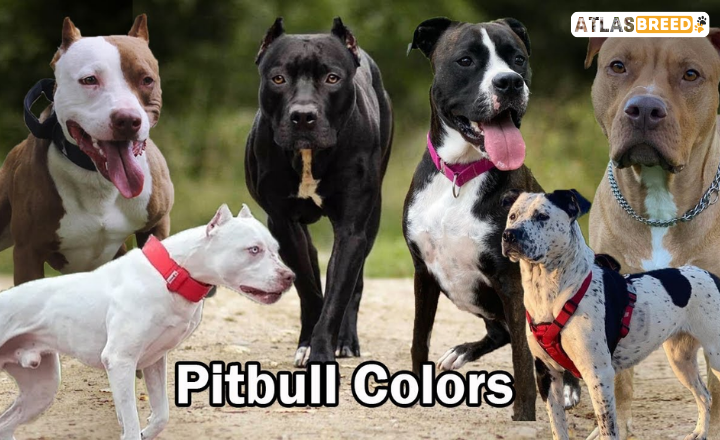 Pitbull Colors