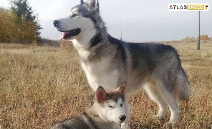 Alaskan Malamute Labrador Mix – Alaskan Malador