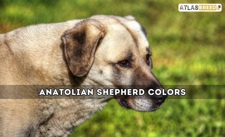 Anatolian Shepherd Colors - Fabulous and Unique