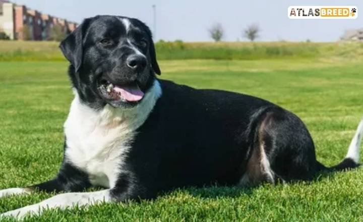 Bernese Mountain Dog Labrador Mix