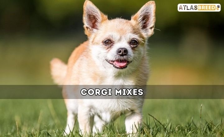 Corgi Mixes