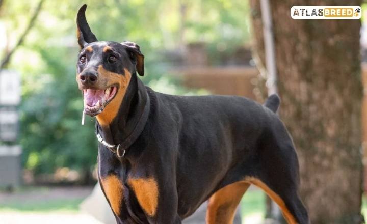 Doberman Pinscher Coat Colors