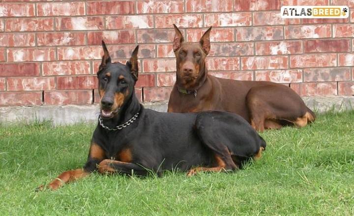 Doberman Pinscher SOS 