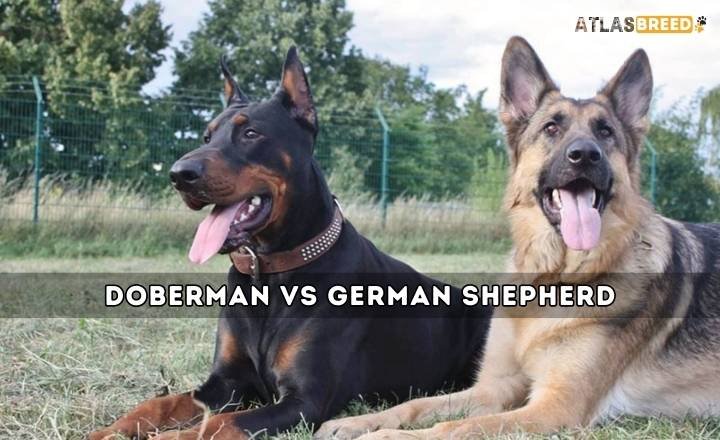 Doberman vs German Shepherd