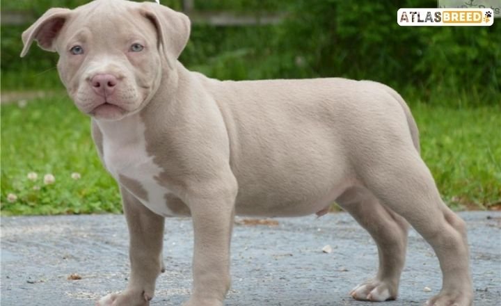 Fawn And White Pitbull