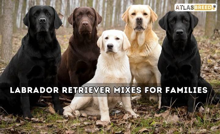 Labrador Retriever Mixes For Families