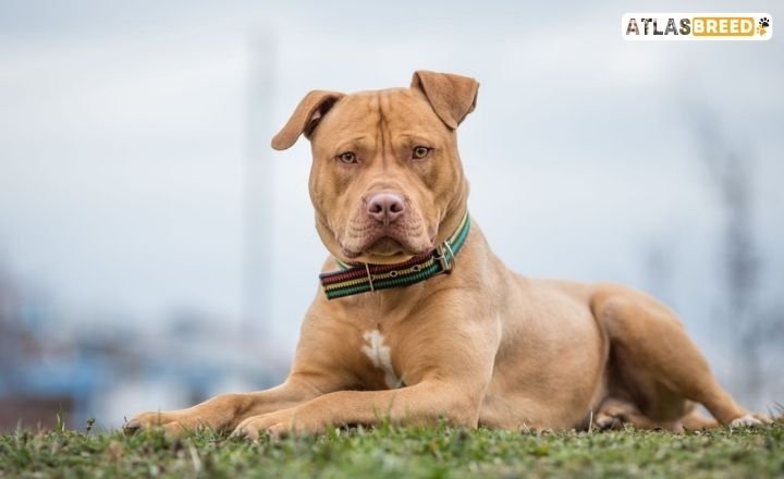 Liver And White Pitbull