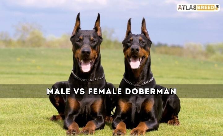 Male Vs Female Doberman