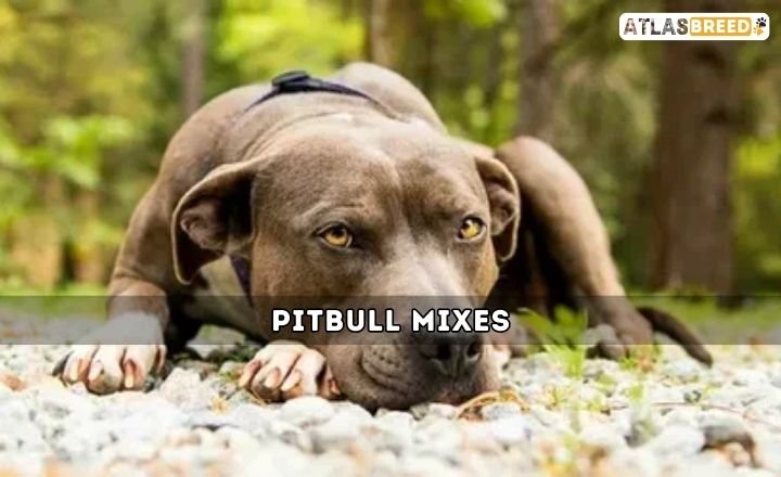 Pitbull Mixes