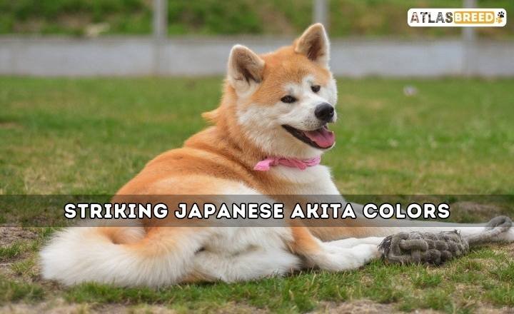 Striking Japanese Akita Colors