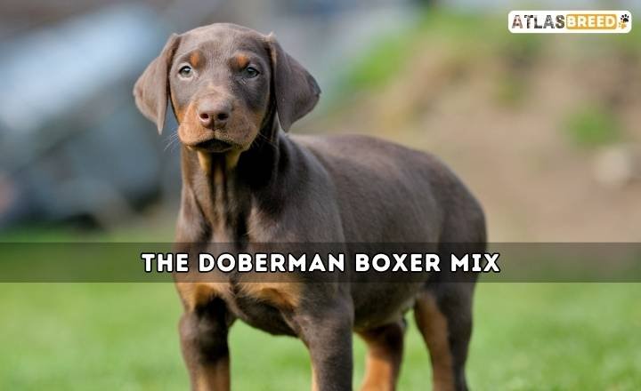 The Doberman Boxer Mix