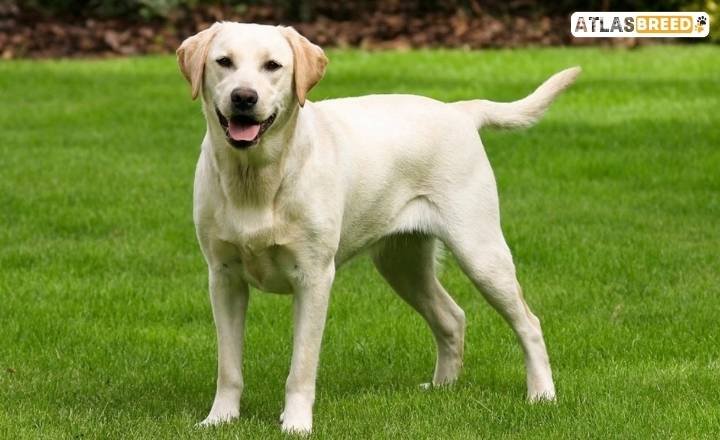 The Most Beautiful Labrador Retriever Mixes  