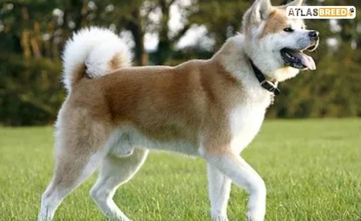 The Sesame Colored Akita Inu