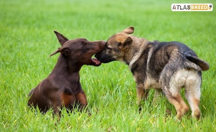 Training A Doberman Vs. German Shepherd