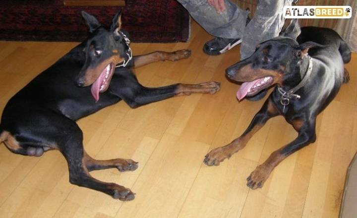 Training Differences In Male And Female Doberman 