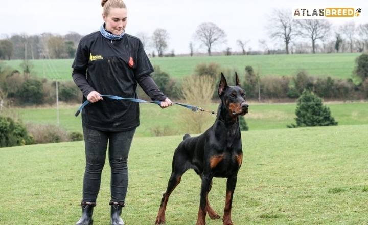 Visual Differences Between The Male vs Female Doberman