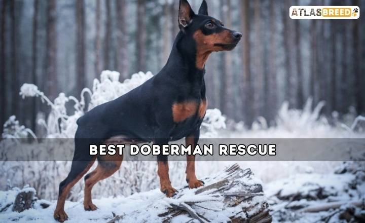 best Doberman rescue